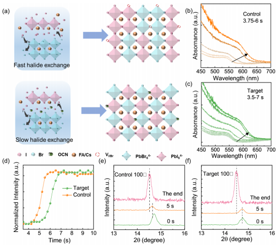 (a) KOCN在薄膜形成过程中作用的示意图。(b)对照组和(c)目标组在退火过程中薄膜的原位紫外-可见吸收光谱。(d)吸收边处原位紫外-可见吸收强度随时间的变化曲线。(e)对照组和(f)目标组钙在钛矿薄膜（100）衍射峰随不同退火时间的演变