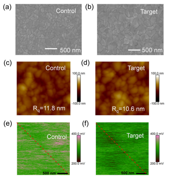 薄膜的顶视SEM图像：(a)对照组，(b)目标组。薄膜的AFM图像：(c)对照组，(d)目标组。薄膜的KPFM图像：(e)对照组，(f)目标组