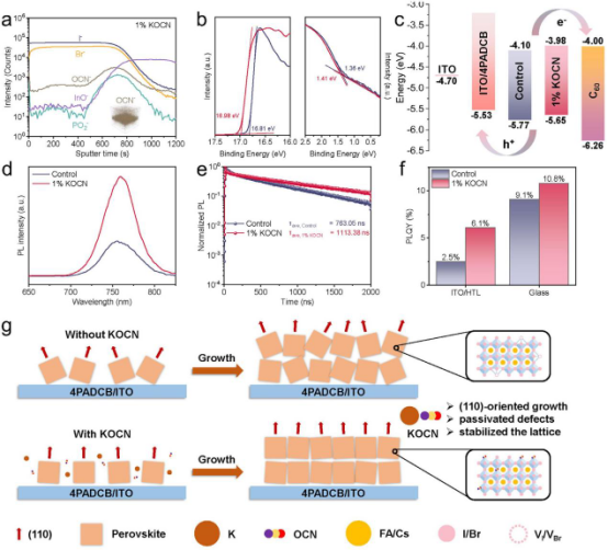 a) KOCN掺杂薄膜的TOF-SIMS深度剖析(b)对照和KOCN掺杂薄膜的UPS谱图（左：二次电子截止边；右：价带区）(c) 钙钛矿太阳能电池的能级示意图(d, e)对照和KOCN掺杂薄膜的稳态PL光谱和TRPL光谱(f)对照和KOCN掺杂薄膜在玻璃和ITO/HTL基底上的PLQY结果(g) KOCN与钙钛矿的相互作用机理示意图