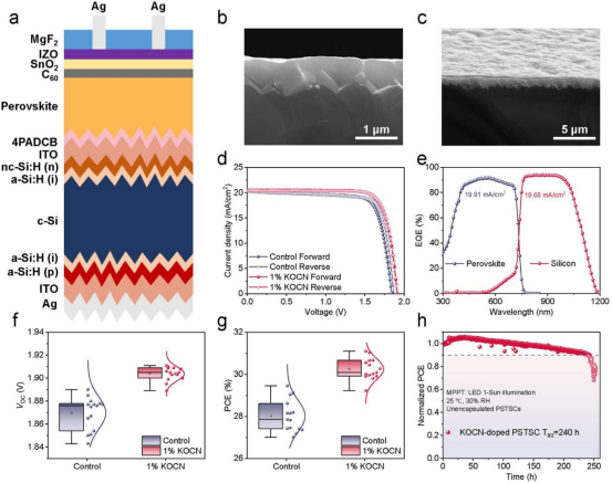 (a) 钙钛矿/硅叠层太阳能电池结构示意图；(b, c) 钙钛矿/硅叠层电池的截面SEM图像；对照和1% KOCN掺杂叠层电池：(d)在正反扫下的J-V曲线(e)钙钛矿顶电池和硅底电池的EQE光谱(f, g)开路电压和效率箱形图；(h)未封装叠层电池在环境空气条件下进行最大功率点跟踪的稳定性测试结果