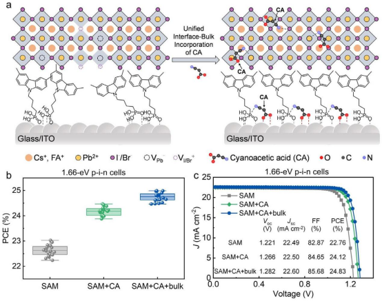 (a) 对照组器件与CA增强器件的结构示意图对比(b)光电转换效率（PCE）统计分布图(c)J-V曲线及参数