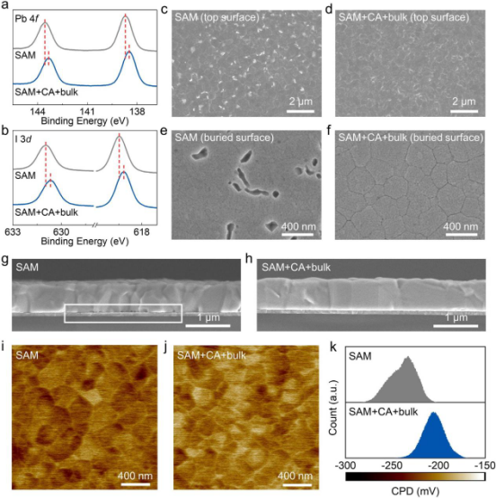 SAM和SAM+CA+bulk钙钛矿薄膜(a) Pb 4f XPS谱图(b) I 3d XPS谱图；(c) SAM和(d) SAM+CA+bulk样品的钙钛矿薄膜顶视图SEM图像；(e) SAM和(f) SAM+CA+bulk样品的埋底HTL/钙钛矿界面SEM图像；(g) SAM和(h) SAM+CA+bulk样品的钙钛矿薄膜截面SEM图像；(i) SAM和(j) SAM+CA+bulk样品的表面电势分布图，(k) 相应的CPD分布